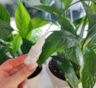 Спатифиллум выглядит здоровым, но не цветет: что на самом деле мешает цветению и как это исправить