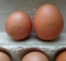 Крупные яйца — не значит лучше: в чем именно продукция С0 уступает категориям С2 и С3
