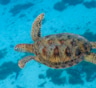 Они пьют морскую воду, но не умирают: почему соленая вода не убивает обитателей морей и океанов