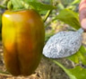 Перцы после этой подкормки растут гроздями: смесь специй из кухни, которую вносят каждые 2 недели
