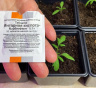 Поливают для пользы, а получают ожог: как растворять янтарную кислоту, чтобы сохранить ее свойства