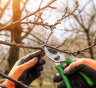 Итальянская обрезка плодовых деревьев: подход, при котором сад перестает тратить силы на лишнее