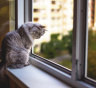Москитная сетка не спасет вашу кошку: какая защита нужна окну, если питомец любит подоконник