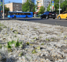 Тополя ругают за пух, но спиливать их опасно для города: какую пользу дают эти деревья летом