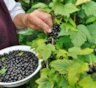 В июне смородина просит другой рацион: азот убираю, а под корень даю питание для сладких ягод