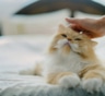 Кошка трется щекой о вашу руку не ради ласки: что питомец сообщает этим нежным жестом хозяину