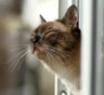 Кошка тревожится, а собака прислушивается: как животные считывают скорое ухудшение погоды