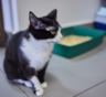 Кот начал ходить мимо лотка: 5 причин, которые хозяева чаще принимают за вредность и месть