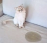 Кошка оставила лужу на диване: чем вывести запах, с которым не справится обычное мытье