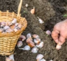 Не смотрю на календарь при посадке чеснока: жду два признака, которые точнее любой даты