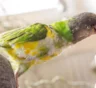 Никогда не кормите попугая со стола: продукты, которые опасны даже в небольшом количестве