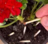 Спички от мошек, уксус для почвы: 5 популярных советов, после которых можно потерять растение