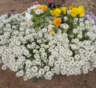 Посадил алиссум вдоль дорожки и не пожалел: кустики разрослись в плотный ароматный бордюр