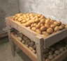 Чтобы картошка не сгнила в погребе: в ящики добавляю несколько натуральных «защитников»
