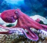 Они меняют цвет прямо на глазах: как осьминог и хамелеон перестраивают свою внешность
