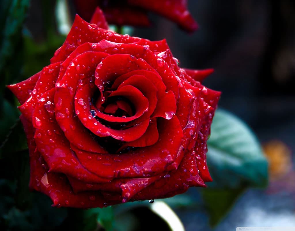 A Red, Red Rose Criticism