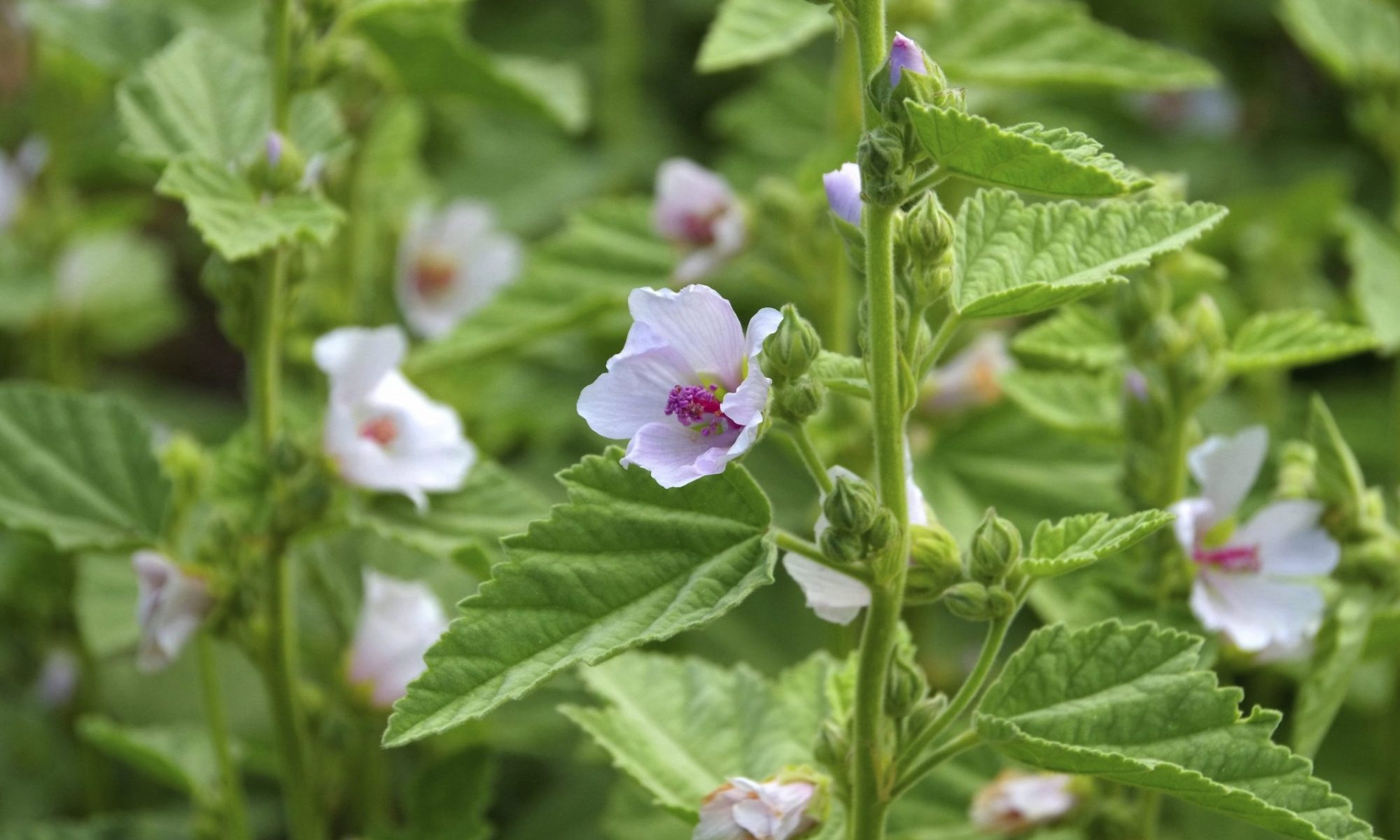 Как алтей спасает горло и желудок: кому он реально помогает, а кому лучше не экспериментировать