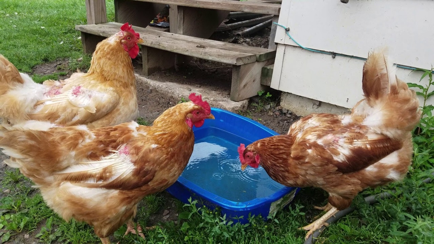 Если несушки простудились и появились хрипы: народный способ помочь курам без дорогих лекарств