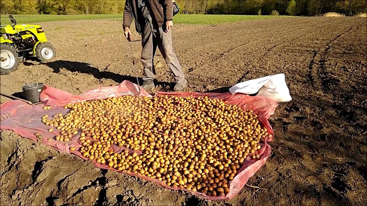 От чего зависит урожайность картофеля: что на самом деле влияет на результат — и дело совсем не в сорте