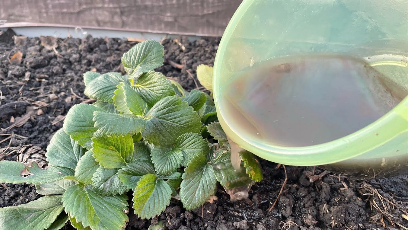 Одна весенняя подкормка — и клубника отблагодарит урожаем: натуральный стимулятор из злака