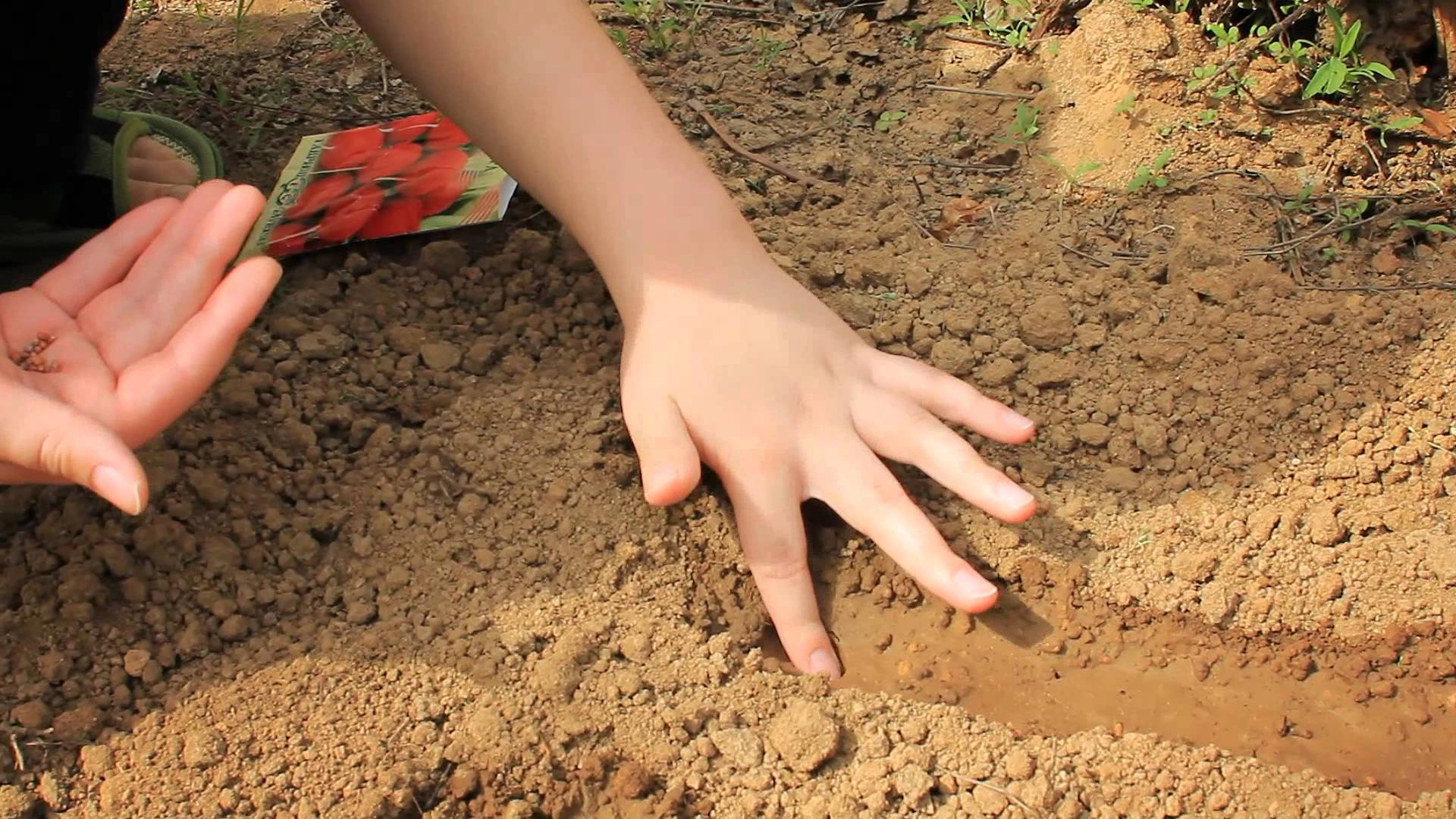 Посейте это сейчас — соберете урожай в июне: какие корнеплоды посадить ранней весной — даже при +5 °C