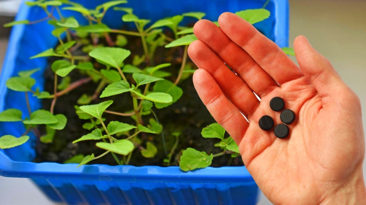 Белый налет и мошки в горшке — пора действовать: этот аптечный порошок подсушит почву