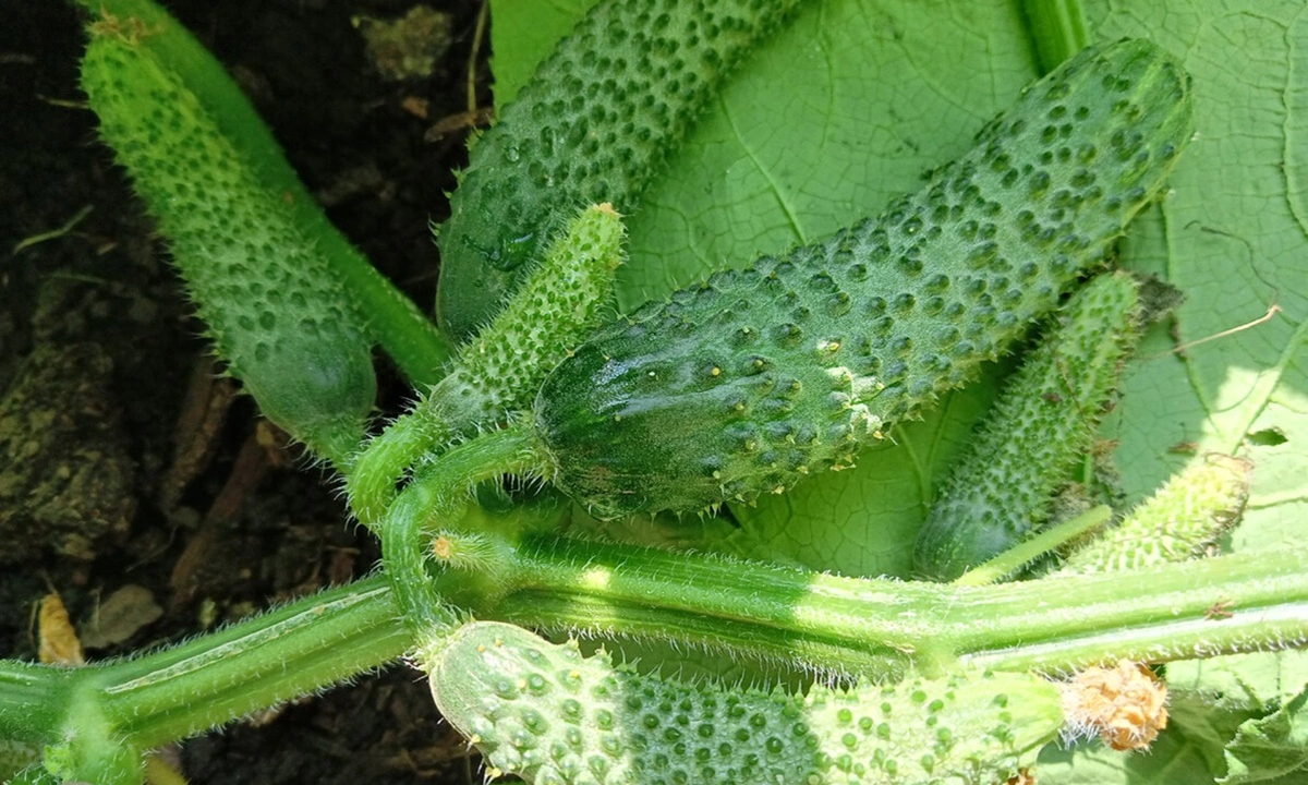 Когда в одном узле по десятку огурцов: как правильно выращивать пучковые сорта