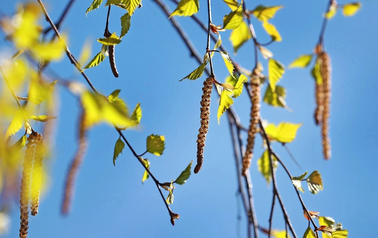 Весной опасны не только цветы: эти продукты усиливают аллергию и вызывают зуд во рту