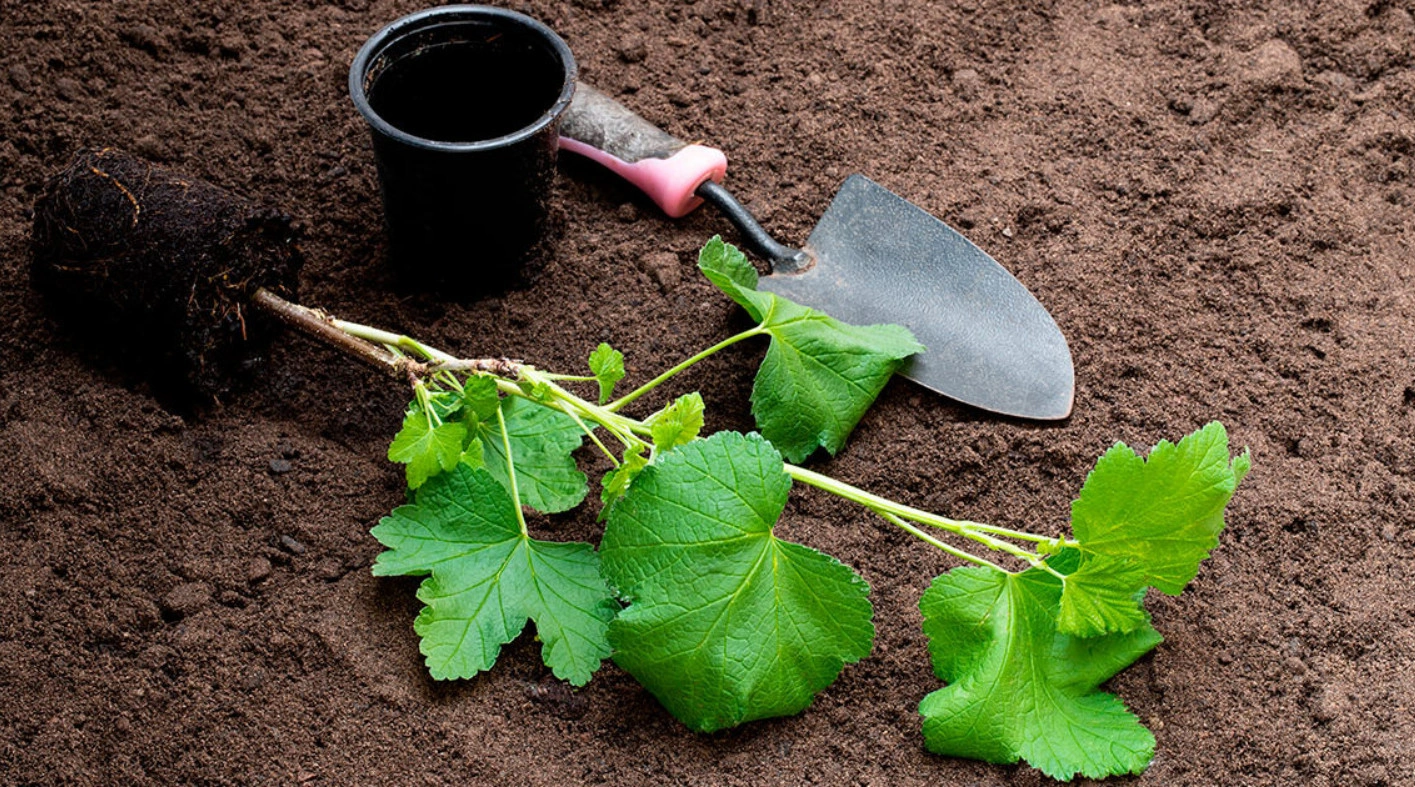 Ошибки при посадке смородины: почему куст не плодоносит и как добиться урожая на 20 лет вперед