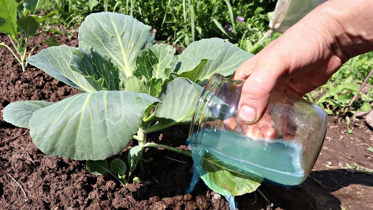 Такой полив сделает кочаны капусты в разы больше: китайский метод, который требует точности