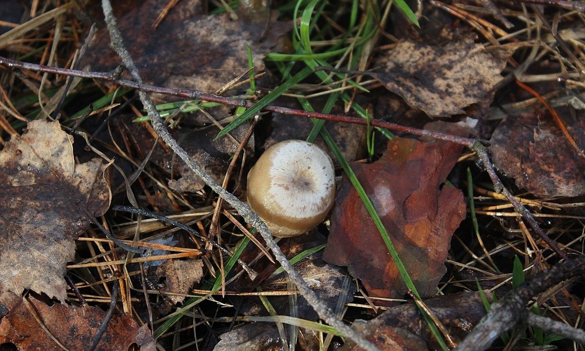 Под Воронежем лес «взорвался» грибами: редкие виды выросли раньше и устроили настоящий бум