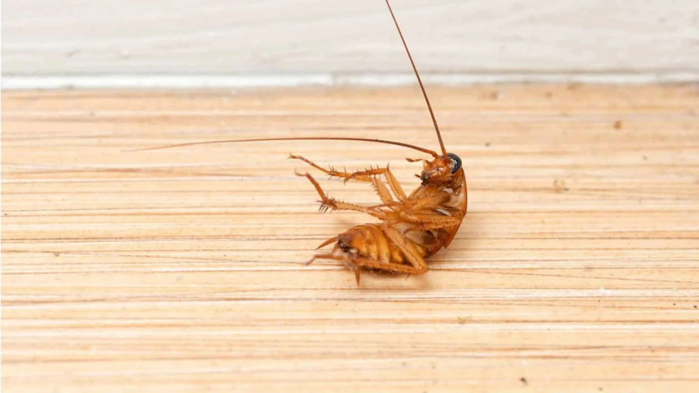 Эти ошибки кормят тараканов: почему они возвращаются снова и какие привычки сводят обработку на нет