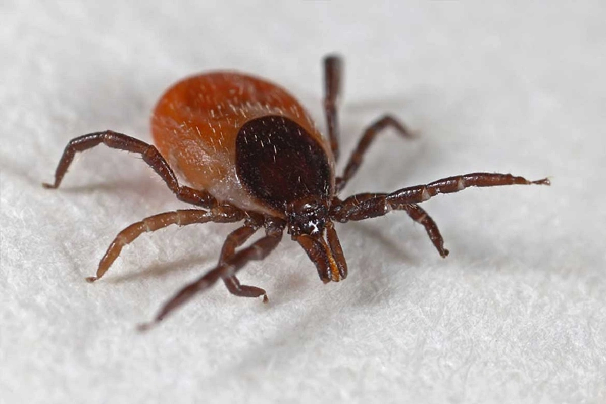 Клещ опасен не только энцефалитом: как он может спровоцировать аллергию на мясо и чем это чревато