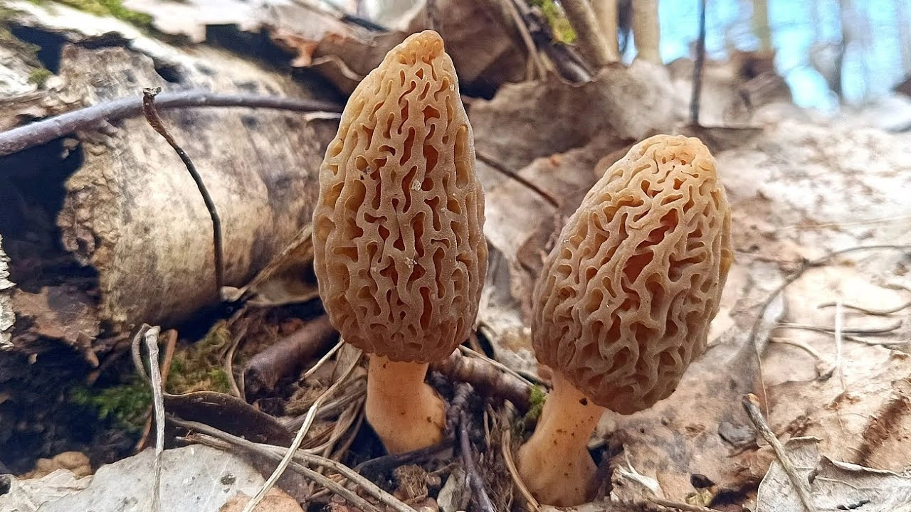 Как не принять за сморчки ядовитых двойников: эти признаки помогут отличить съедобные грибы