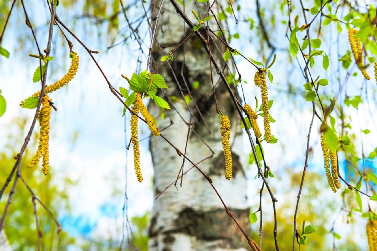 Береза цветет — симптомы растут: как ее пыльца может сбить с толку и задержать лечение