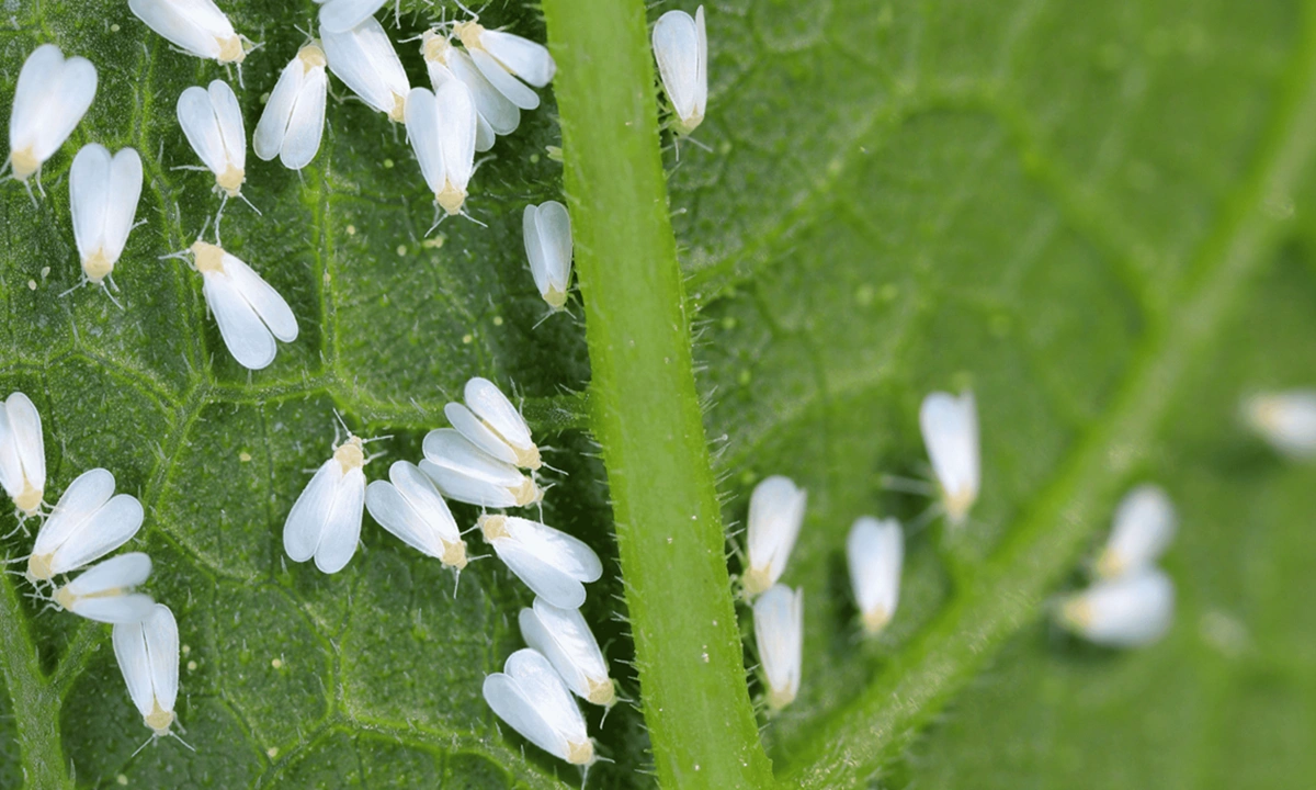 Желтый щит против белокрылки: эта простая ловушка спасает теплицу от заклятого врага огородников
