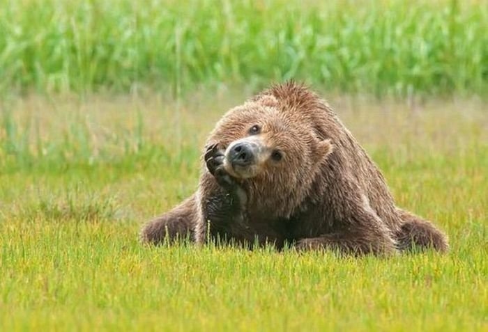 Фото как медведь съел человека