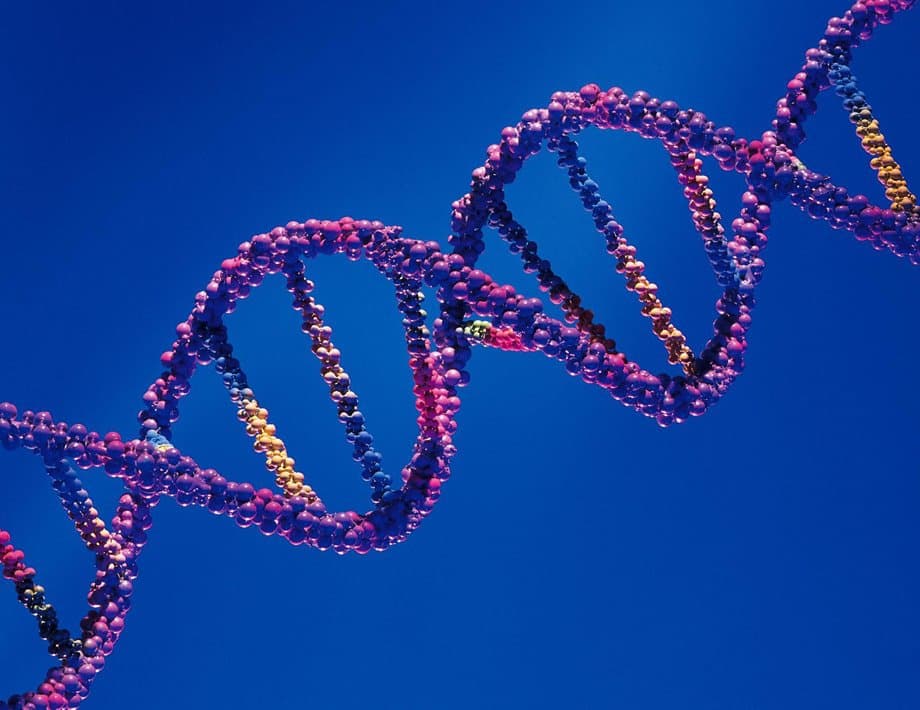 Геном человека определить. Молекула ДНК. Дн 4. Молекула ДНК человека. Цепочка ДНК.