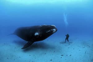 Самый большой кит в мире картинки