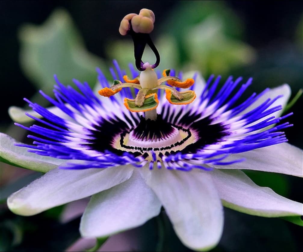 Самый прекрасный цветок в мире фото название