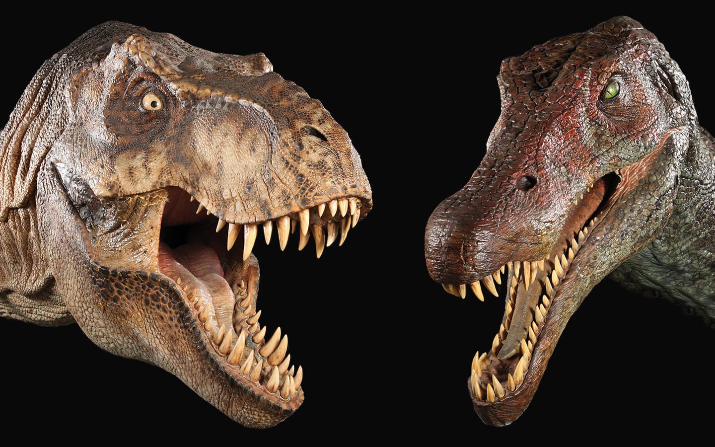 Спинозавр и тиранозавр. Тираннозавр рекс против Спинозавр. Динозавры Спинозавр против тиранозавра. Спинозавр Тиранозавр. Зубы тираннозавра Рекса.