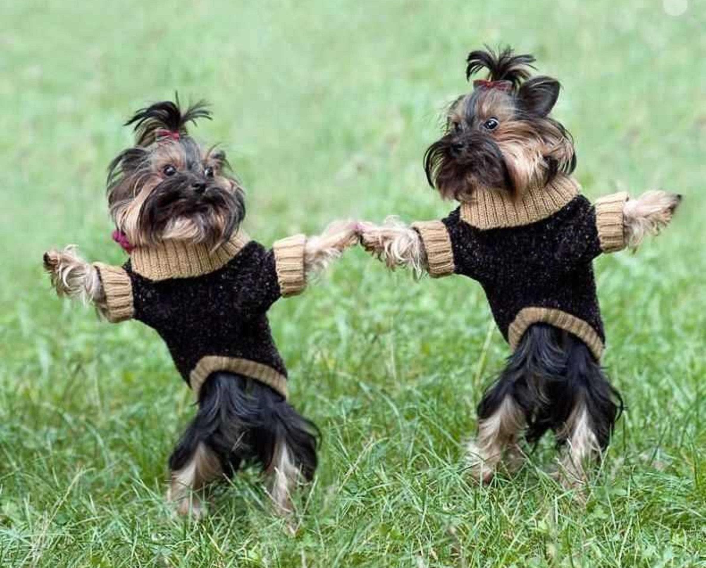 Танцующие собачки