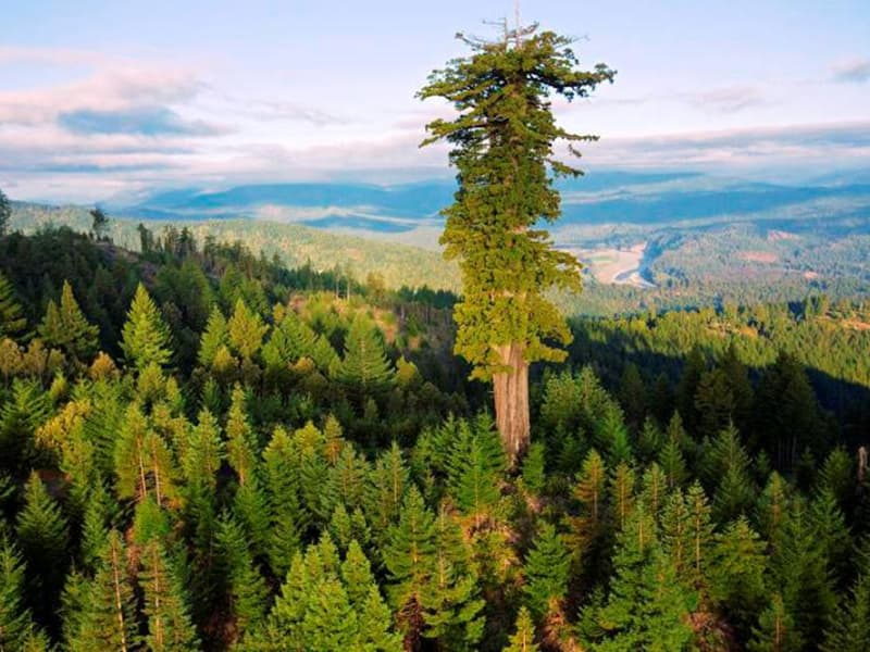 Пожарные в Калифорнии пытаются спасти самое большое дерево в мире