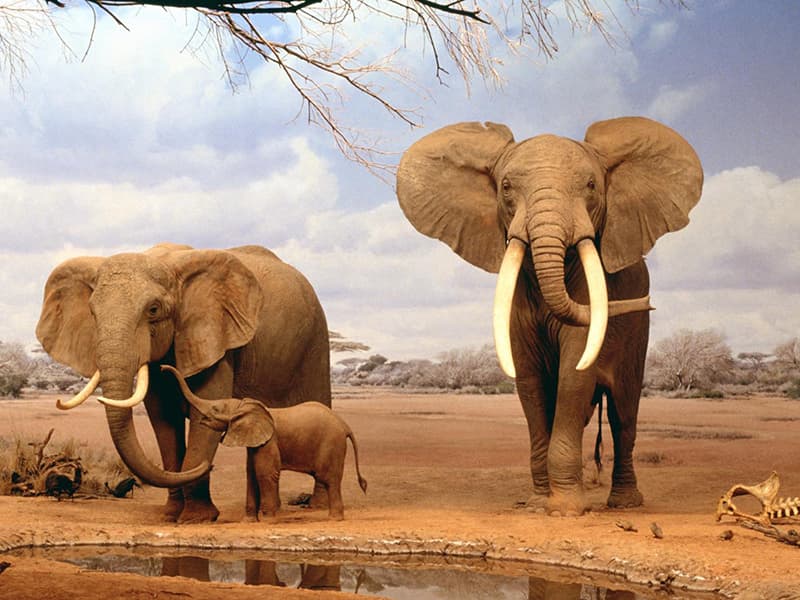 Африканский слон интересные факты