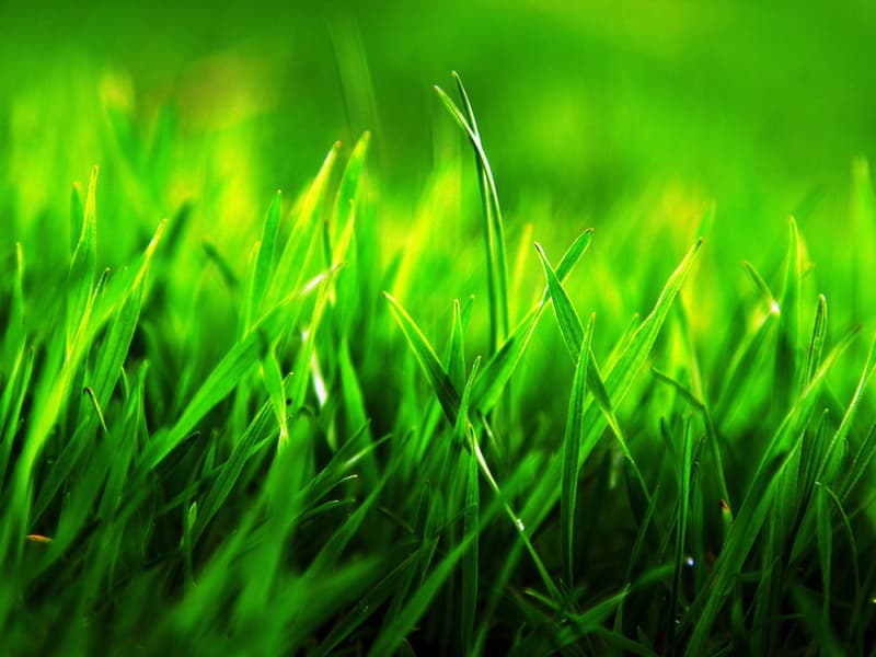 Зеленая травка фото