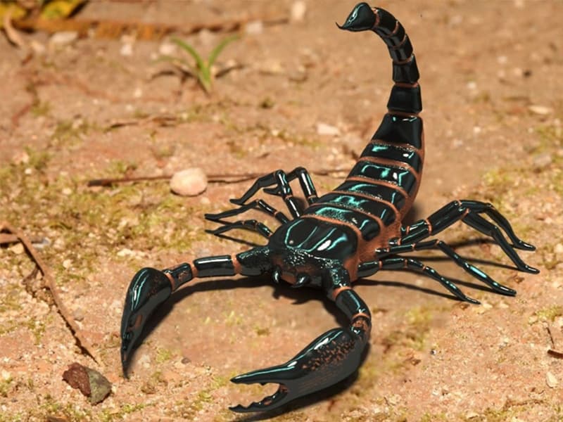 Факты о скорпионах: интересные и необычные - 24СМИ