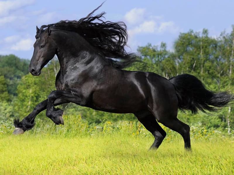 Самая быстрая лошадь в мире (55 фото): какая порода, кони рекордсмены
