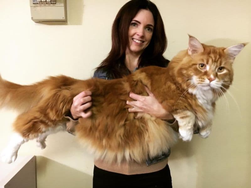 Самый большой кот в мире: фото, порода - 24СМИ