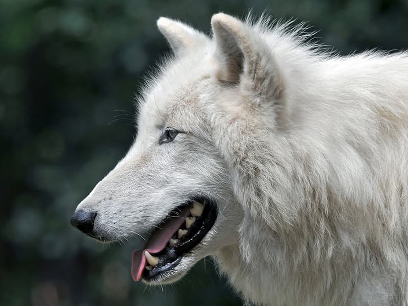 Самый Большой Волк Фото
