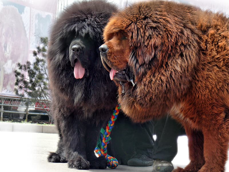 Самая большая собака в мире - 24СМИ